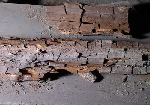 wood rot surveyors Yorkshire