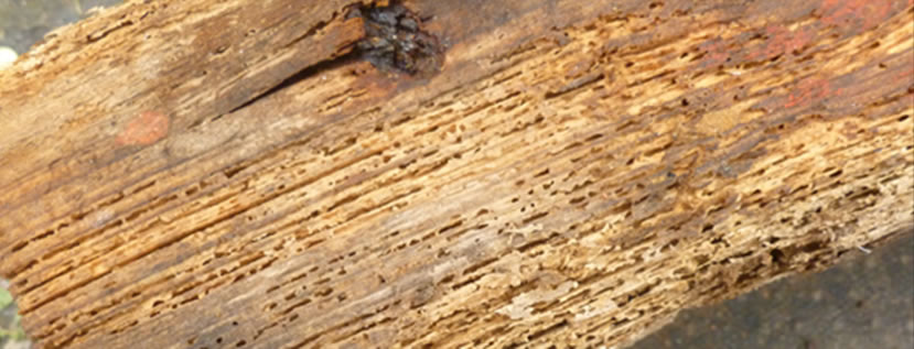 woodworm in timber