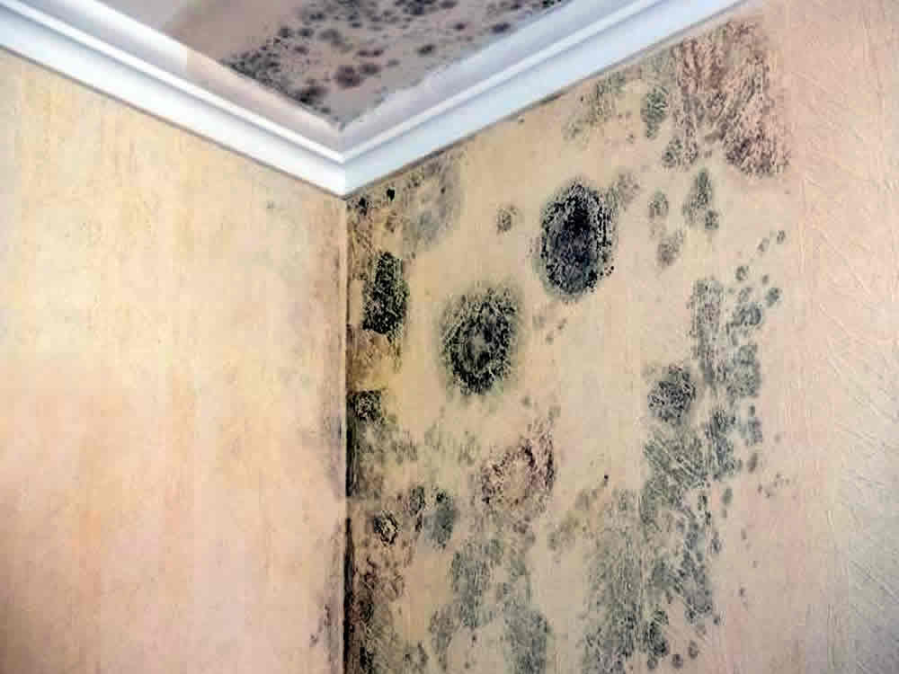 timber rot and damp surveys in Yorkshire for homeowners